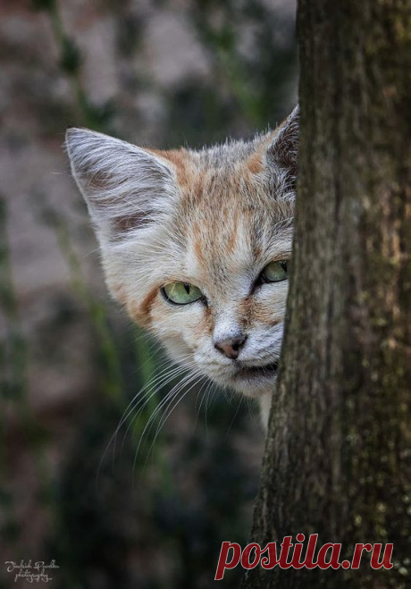 Where the wild things roam: Photo