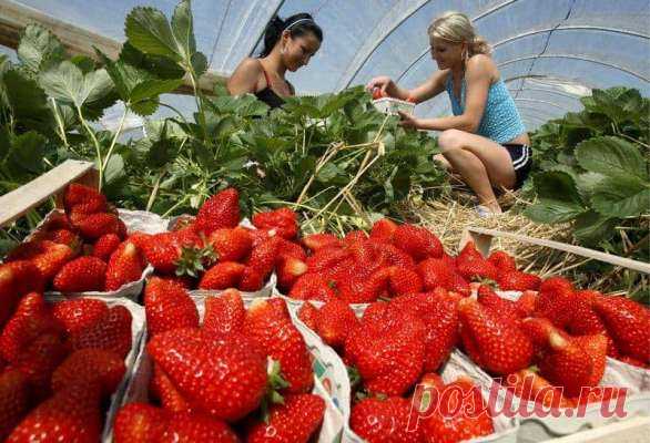 Клубника весной: чем и как ее удобрить, чтобы получить хороший урожай — Дачный участок