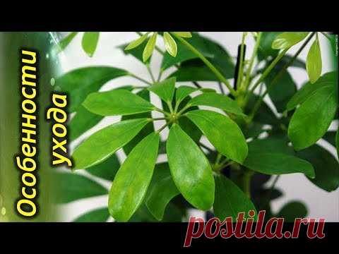Шеффлера уход в домашних условиях.