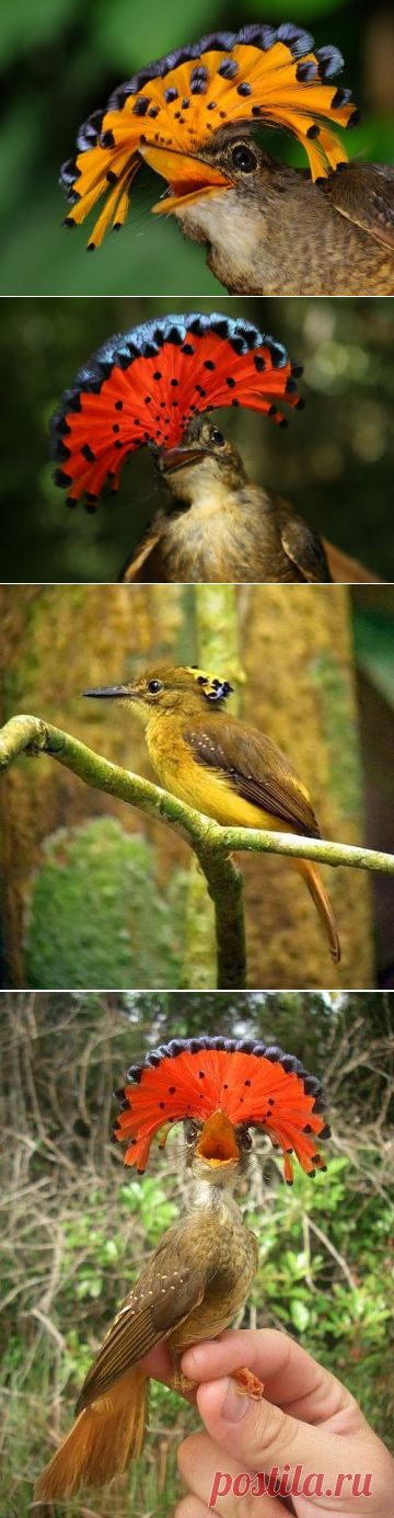Бесстрашная птичка невероятной красоты - Путешествуем вместе
