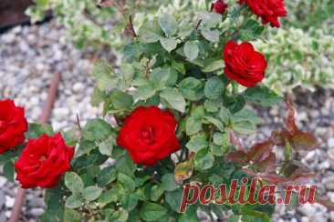 Как избавиться от тли на розах с помощью молока: дедовский способ, который работает лучше химии. О том, что молоко способно остановить нашествие тли и грибковых болезней, давно знают опытные цветоводы, сообщает корреспондент Белновости. И сегодня этот способ переживает второе рождение.