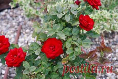 Как избавиться от тли на розах с помощью молока: дедовский способ, который работает лучше химии. О том, что молоко способно остановить нашествие тли и грибковых болезней, давно знают опытные цветоводы, сообщает корреспондент Белновости. И сегодня этот способ переживает второе рождение.