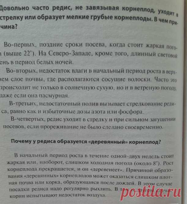 Огород. Редис