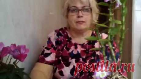 Орхидея Дендробиум. Секреты ухода для обильного цветения - поиск Яндекса по видео