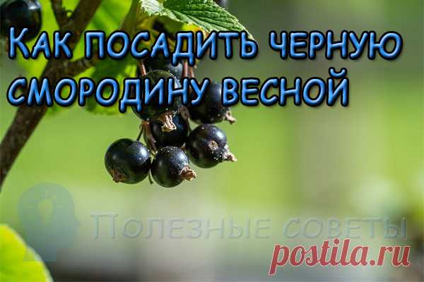 Как посадить черную смородину весной