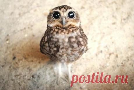 Наивность и простота не верят в обман / Удивительное искусство