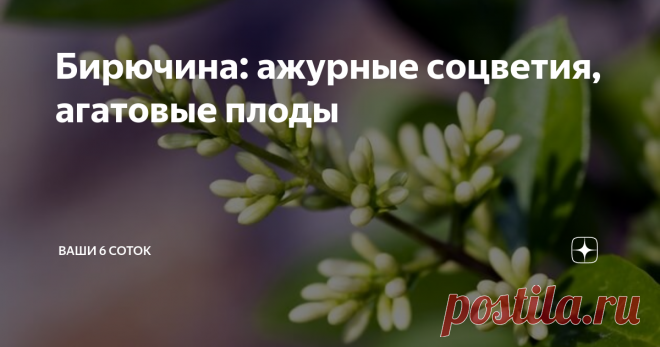 Бирючина: ажурные соцветия, агатовые плоды Бирючина обыкновенная – достойный кандидат в декоративный сад. Растение используют в одиночной посадке и для создания зеленой изгороди. В условиях средней полосы эта культура в полной мере демонстрирует свои достоинства.
Непритязательная и красивая бирючина
Бирючина – многочисленный род, относящийся к семейству маслиновые. В садах центральной части нашей страны распространена бирючина