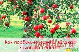 Травы..юмор и здоровье))))) | Советы Народной Мудрости