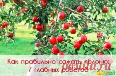 Травы..юмор и здоровье))))) | Советы Народной Мудрости