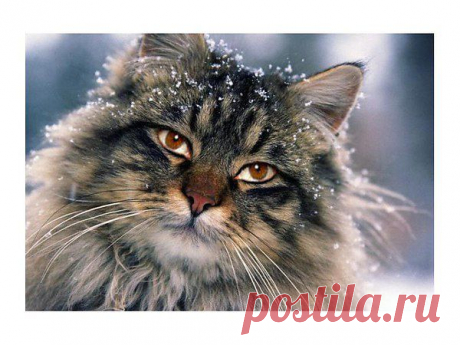 geram: Каким судом судите,таким будете судимы;и какою мерою мерите,такою и вам будут мерить---Иисус Христос