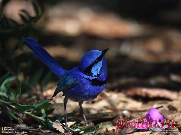 Блестящий расписной малюр (Malurus splendens) - эндемик Австралии. Автор фото: R | лестницы