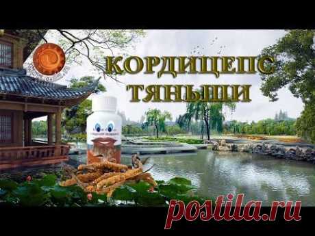 Кордицепс Тяньши (Tiens). О чём говорит Кордицепс.