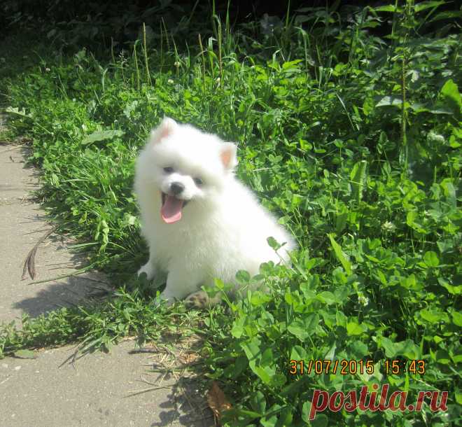 мои шпицы
