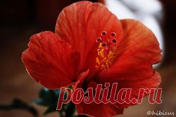 Полезные свойства чая каркаде.