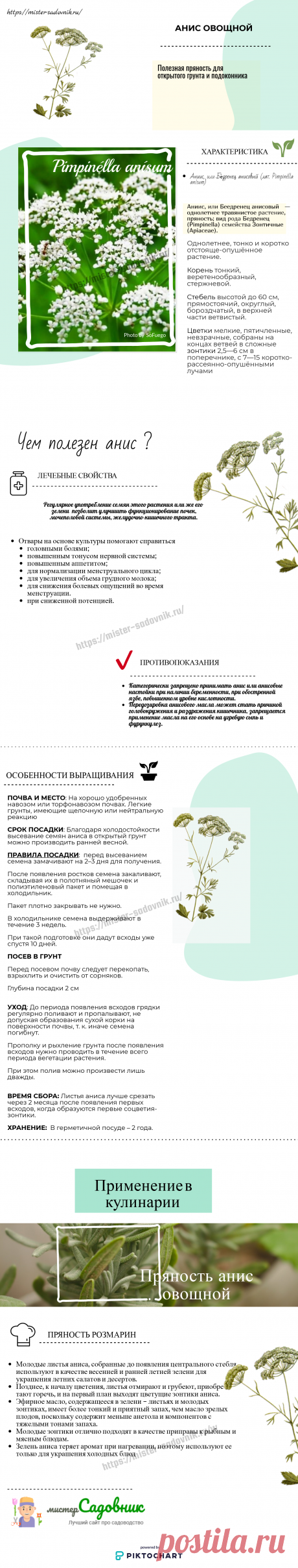 Анис овощной или анис салатный - как выращивать своими руками
