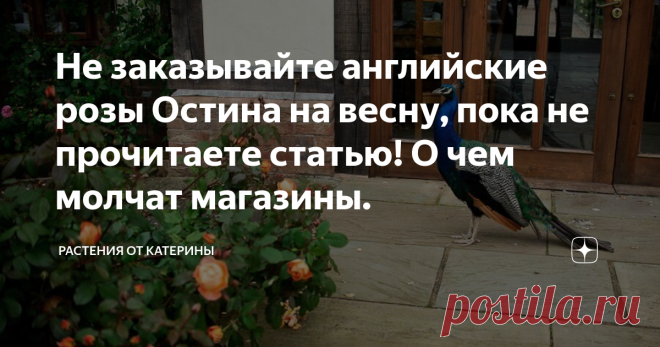 Не заказывайте английские розы Остина на весну, пока не прочитаете статью! О чем молчат магазины. Английские розы известного селекционера Дэвида Остина давно известны и любимы российскими цветоводами.
Но сможем ли мы наслаждаться новинками от Остина в следующем году? Читайте важную информацию в конце статьи!