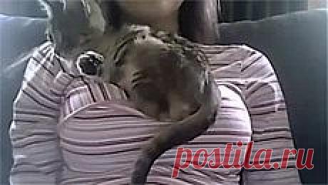 Новое видео с животными - Cмотреть смешное видео, подборки неудач, видео приколы, играть флэш игры онлайн, просматривать смешные и интересные картинки абсолютно бесплатно