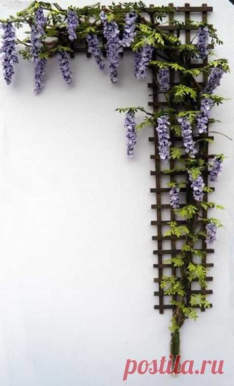 I will have wisteria in my garden next year.