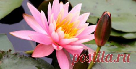Водные растения. Нимфея. Растения для пруда.