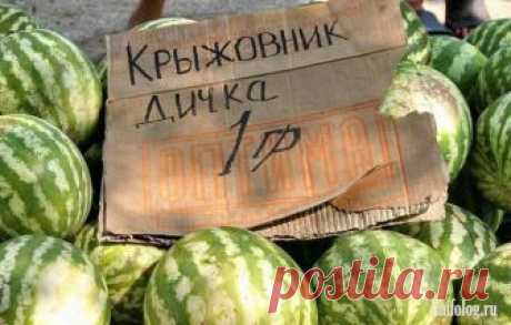 Собираем урожай или овощные приколы (50 фото)