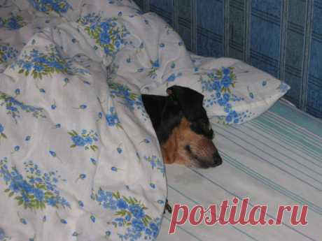 Сладкий сон