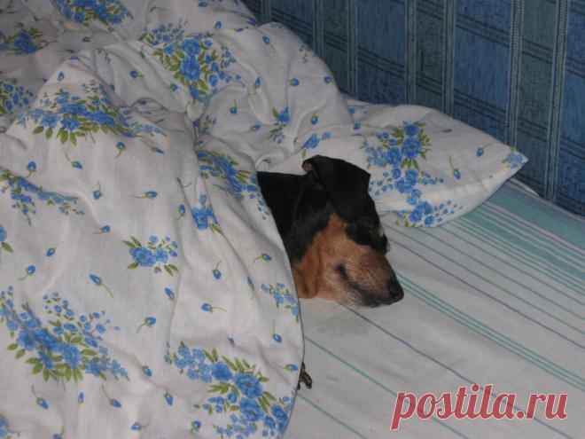 Сладкий сон