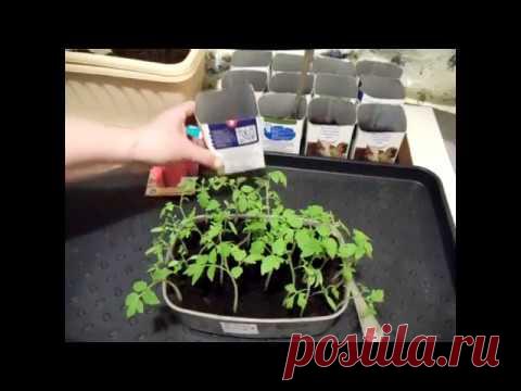 Пикировка рассады томатов. Как правильно? По 2 или по 1?