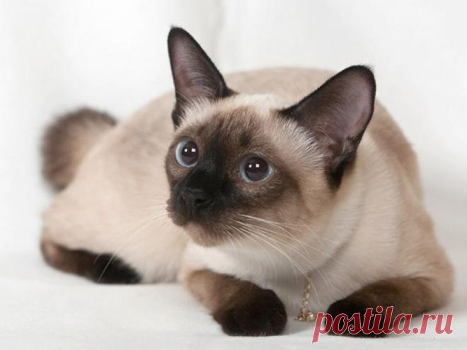 Все, что вы хотели знать о сиамских кошках | nashi-pitomcy.ru