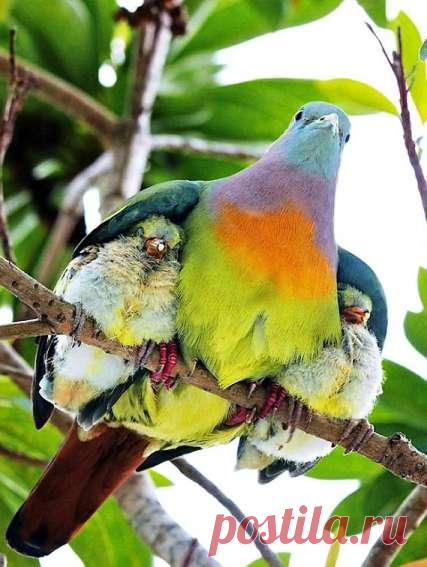 Есть ли на свете сердце, которое не смогут растопить эти фоты —  милейшие семейные сцены из мира животных