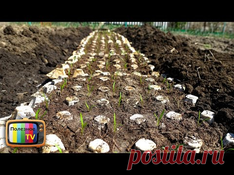 ВЫРАЩИВАНИЕ МОРКОВИ В ЯИЧНЫХ КОНТЕЙНЕРАХ! БЫСТРЫЕ ВСХОДЫ И КРУПНЫЙ УРОЖАЙ
