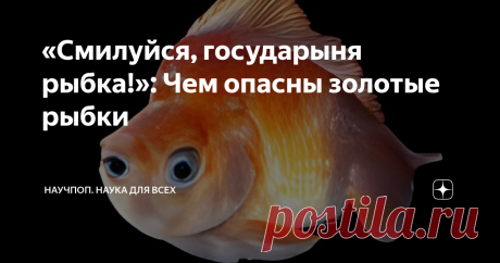 «Смилуйся, государыня рыбка!»: Чем опасны золотые рыбки В июле 2021 года жители города Бернсвилл, штат Миннесота, заметили, что на одном из местных озер происходит нечто странное. Люди традиционно закидывали здесь удочки и почти никогда не жаловались на плохой улов, но с определенного момента рыбы стало меньше, и вся она как-то нехорошо измельчала. Чиновники, отвечающие за охрану дикой природы, положенным образом отреагировали на обращения граждан и провели инспекцию. Её р...