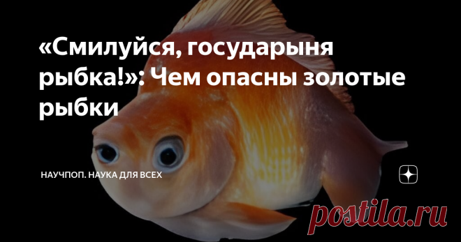«Смилуйся, государыня рыбка!»: Чем опасны золотые рыбки В июле 2021 года жители города Бернсвилл, штат Миннесота, заметили, что на одном из местных озер происходит нечто странное. Люди традиционно закидывали здесь удочки и почти никогда не жаловались на плохой улов, но с определенного момента рыбы стало меньше, и вся она как-то нехорошо измельчала. Чиновники, отвечающие за охрану дикой природы, положенным образом отреагировали на обращения граждан и провели инспекцию. Её р...