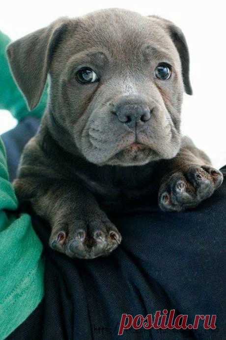Найдено на сайте petslistis.info.