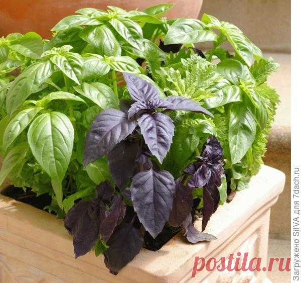 Растения для кухни: виды и критерии выбора