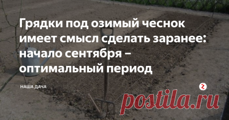 Грядки под озимый чеснок имеет смысл сделать заранее: начало сентября – оптимальный период  За это время земля даст усадку и посаженный чеснок будет находиться именно на той глубине, на которую вы его посадите. В противном случае - это когда вы посадите зубки сразу после перекопки, - семена заглубятся. Результатом станет плохое прорастание овоща по весне и снижение урожайности.