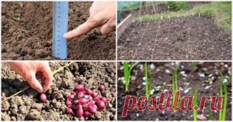 Посадка лука под зиму – оптимальные сроки и подходящие сорта Мечтаете о весенней зелени прямо из-под снега? Тогда займитесь посадкой лука осенью и обеспечьте себе ранний урожай.