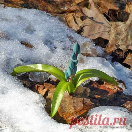 ВЕСЕННЕЕ