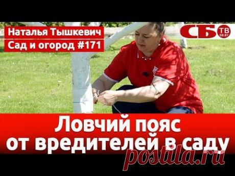 Ловчий пояс от вредителей в саду своими руками