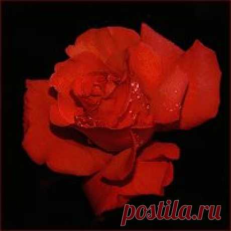 гифки с цветами - 14 тыс. картинок. Поиск Mail.Ru