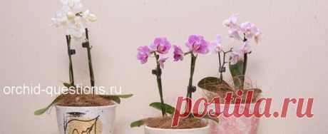 Мини орхидеи фаленопсис. Как ухаживать? | Орхидеи: вопросы и ответы