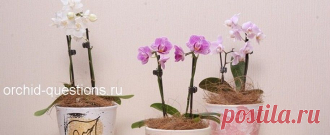 Мини орхидеи фаленопсис. Как ухаживать? | Орхидеи: вопросы и ответы