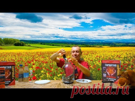 СДЕЛАЙТЕ ЛУЧШИЕ МАЛОСОЛЬНЫЕ ОГУРЦЫ! КАК ОЧИСТИТЬ КРОВЬ СОЛЯНОЙ КИСЛОТОЙ! Виталий Островский