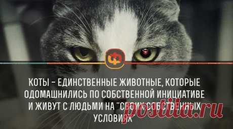 Фитнес для мозга