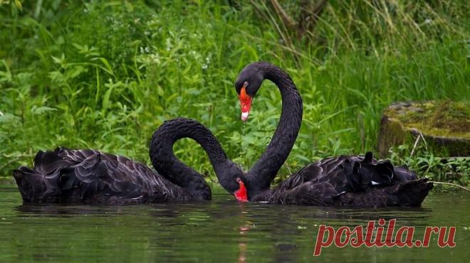 Плэйкаст Свет любимых глаз