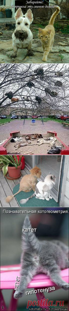 Прикольные картинки | Самоцветик