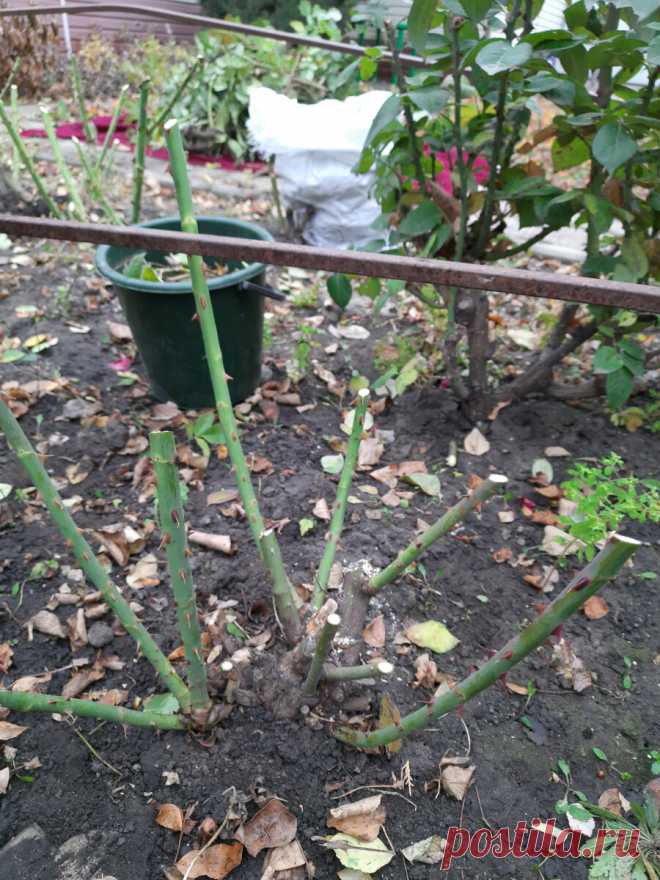 Готовим сани летом. Розы укрывать? Как? И чем? | 