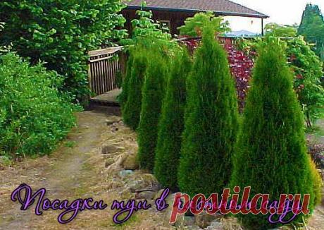 Выращивание туи в домашних условиях и уход за хвойником | Дачный дизайн от Наталии