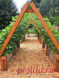 Green Bean Teepees. This is amazing! What a great idea for some serious green bean growing. This would also work for strawberries, peas, grapes and possibly squash varieties. Basically, anything that can grow vertically!!