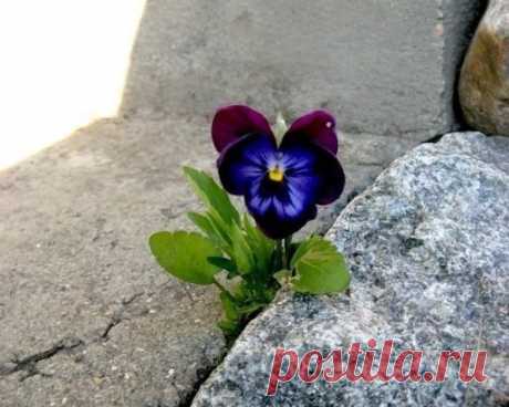 ...Когда знаешь ЗАЧЕМ,...преодолеваются ЛЮБЫЕ...КАК..