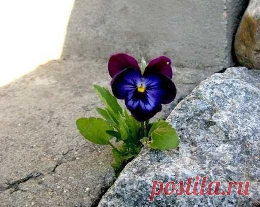 ...Когда знаешь ЗАЧЕМ,...преодолеваются ЛЮБЫЕ...КАК..